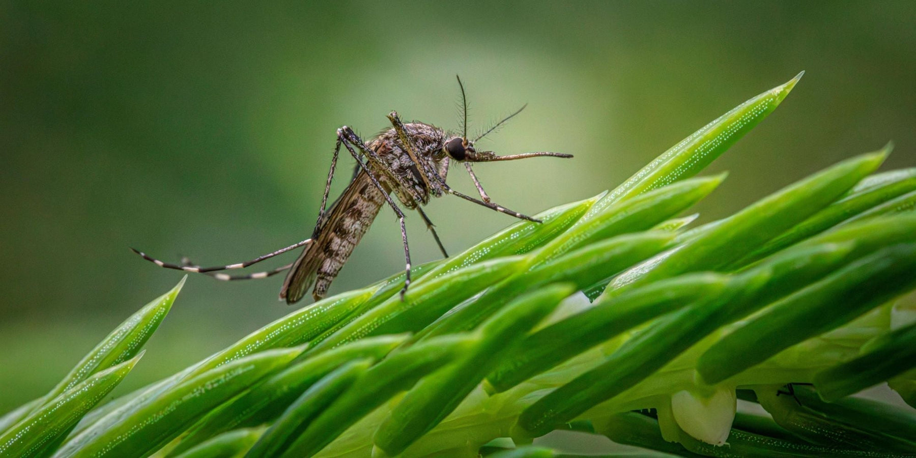 5 tips insecten buiten houden