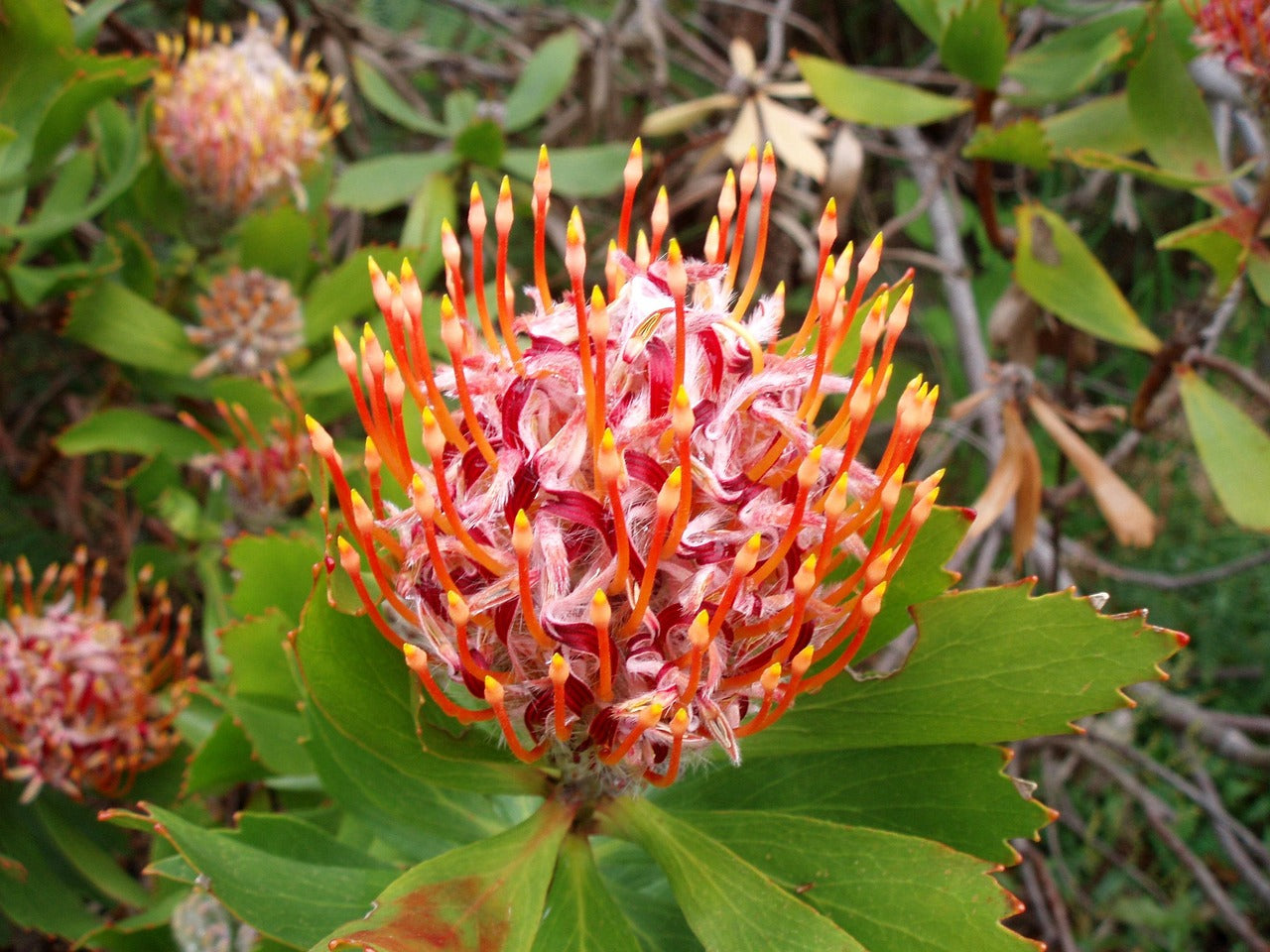 bloeiende tuin