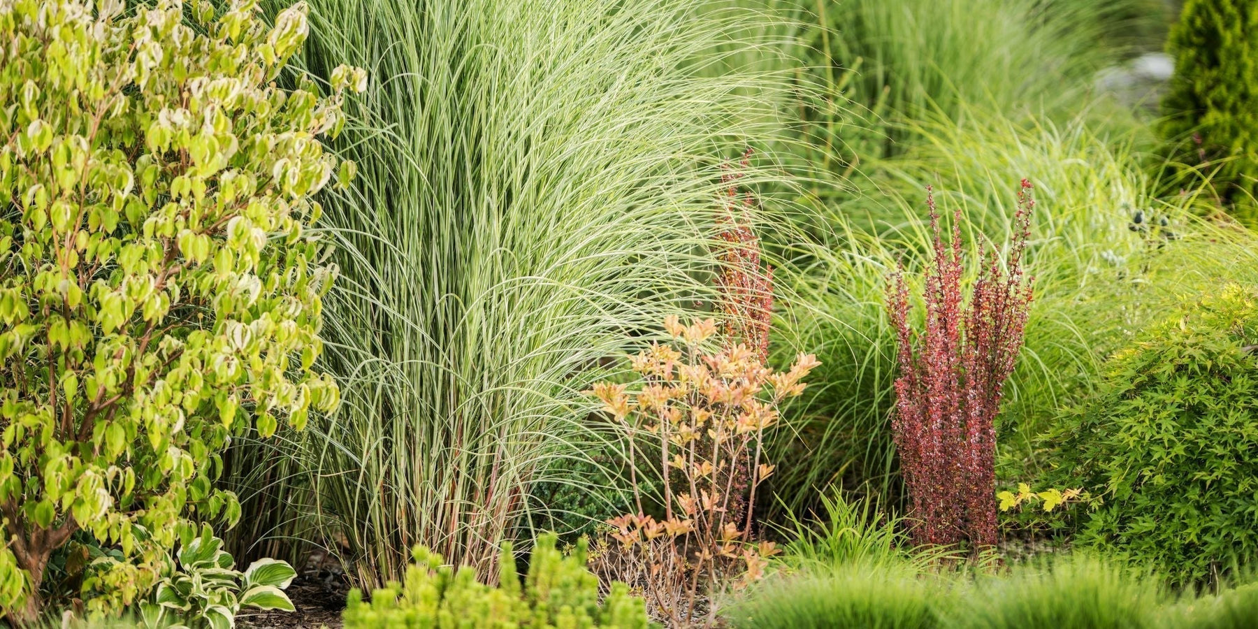 bodembedekkers siergras tuin