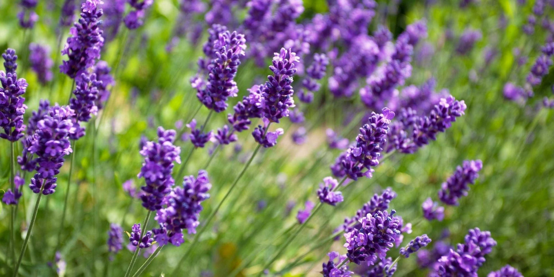 lavendel tuin voordelen