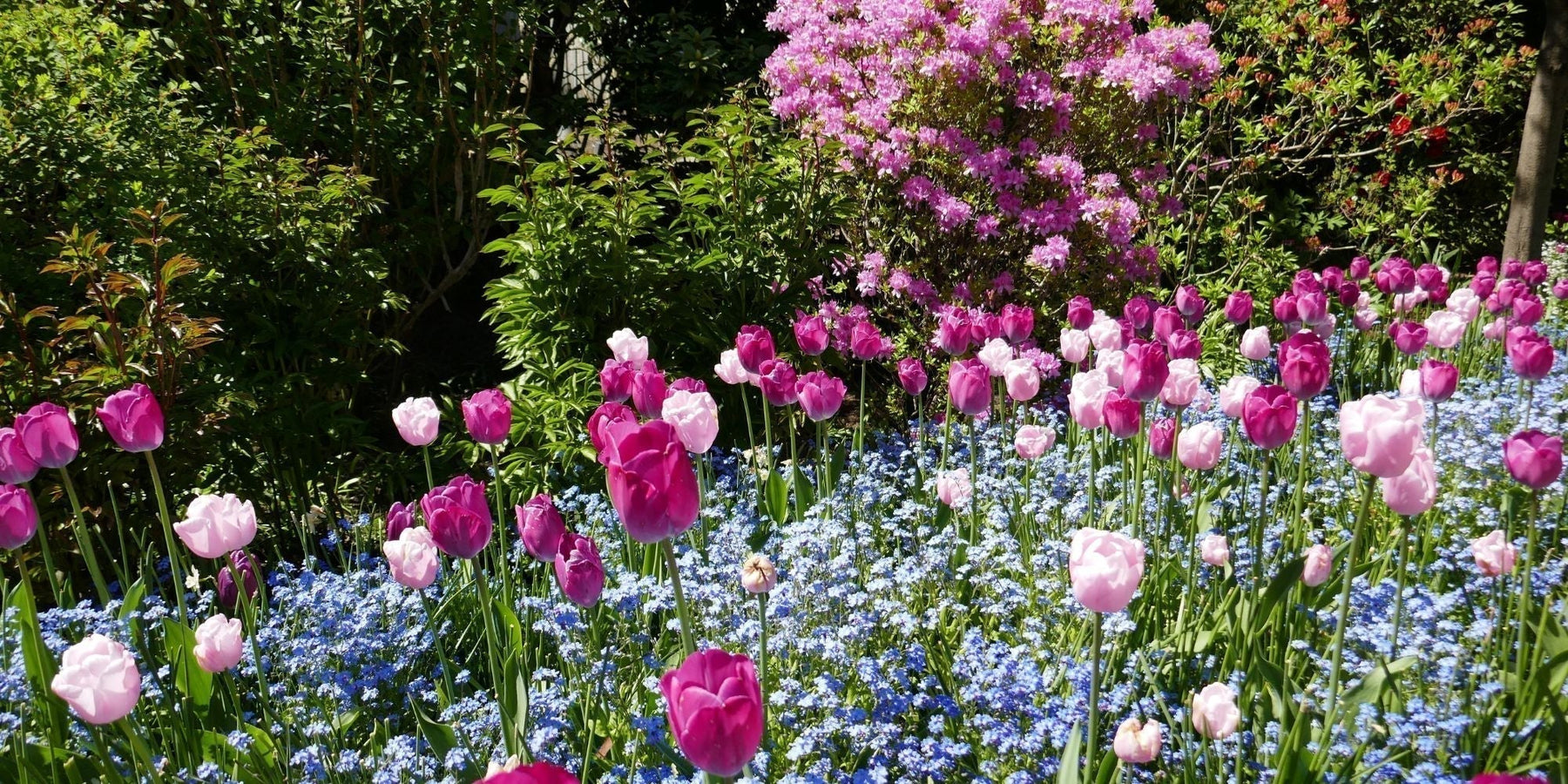 tuin voorjaarsklaar 4 stappen