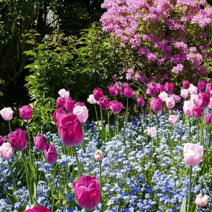 tuin voorjaarsklaar 4 stappen