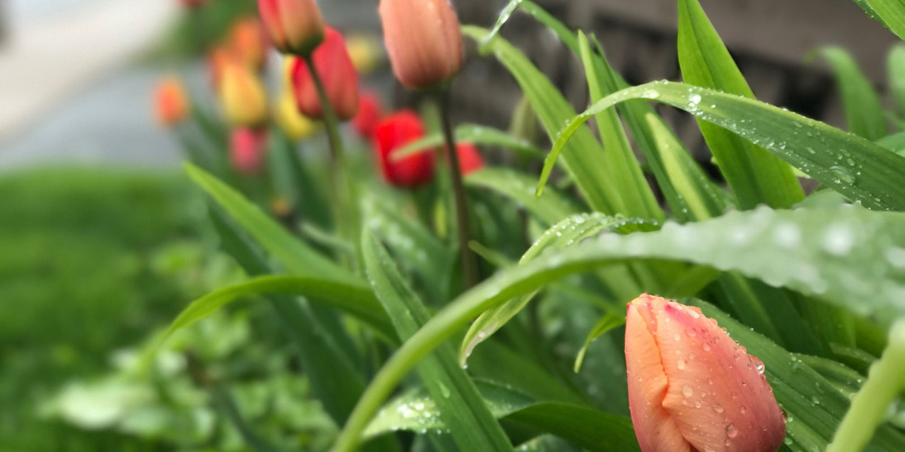 voorjaarsbollen tips tuin inspiratie