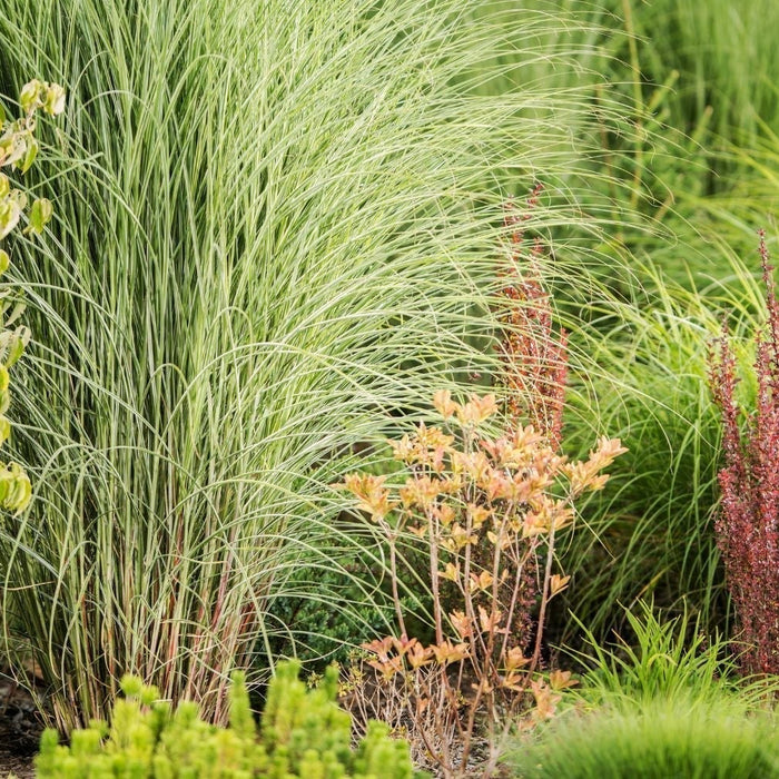 bodembedekkers siergras tuin