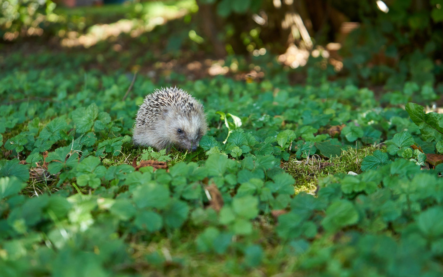 egeltje die door de tuin wandeld