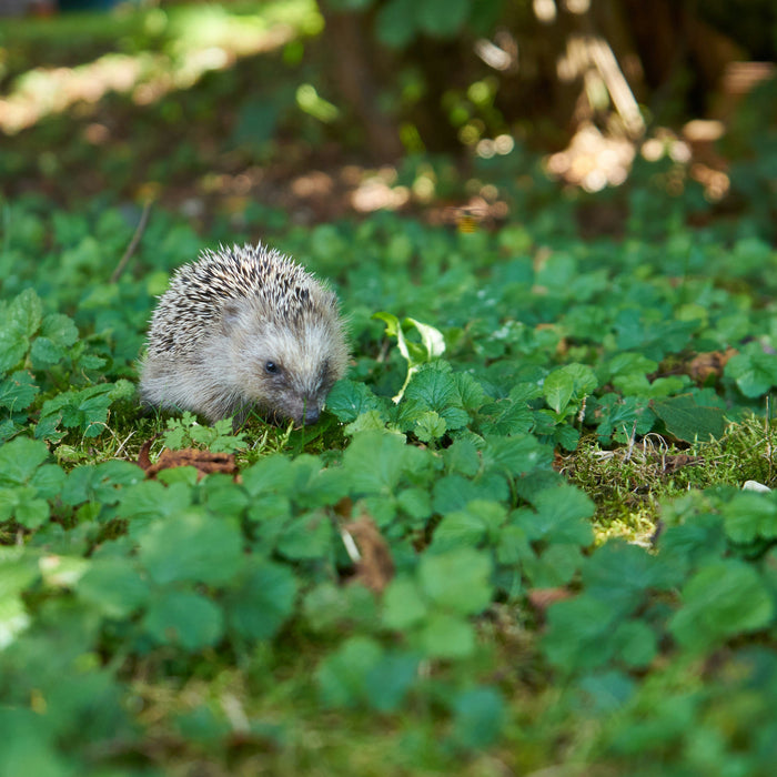 egeltje die door de tuin wandeld