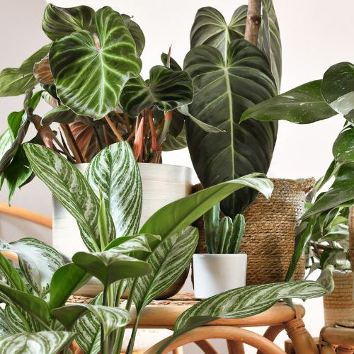 kamerplant verzorging tips