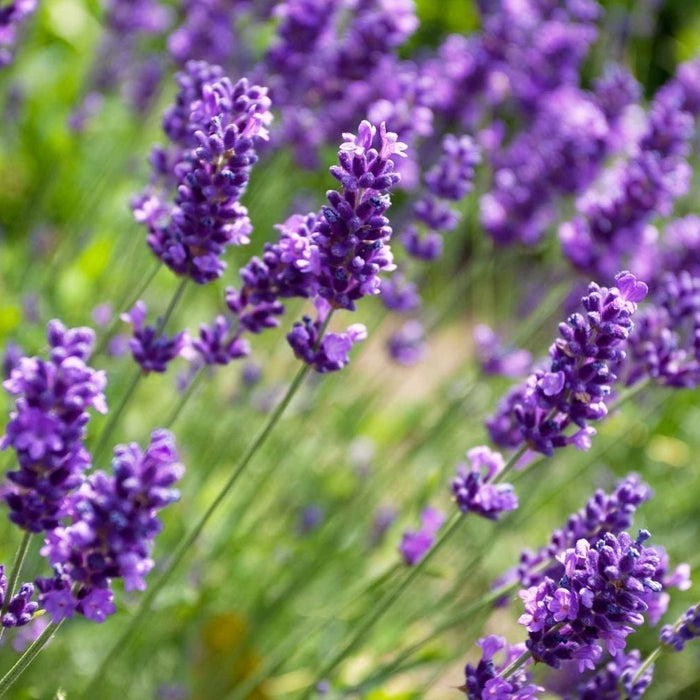 lavendel tuin voordelen