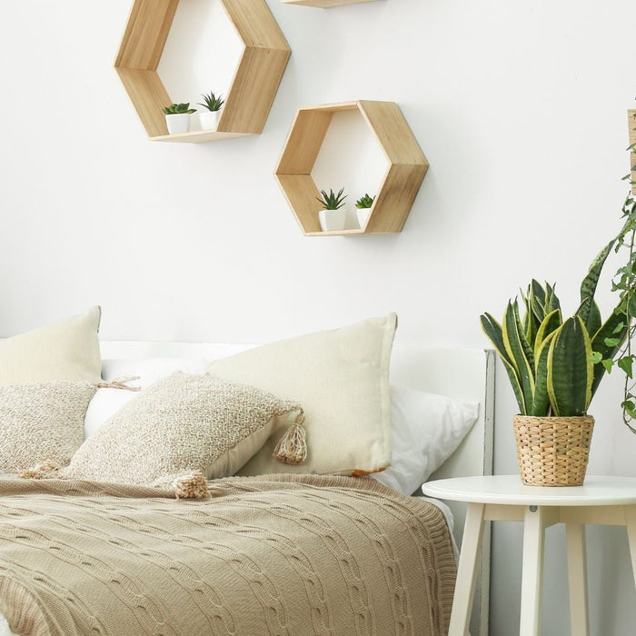 makkelijke kamerplanten beginners