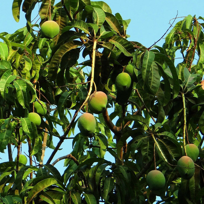 Mangohouten meubels, ga voor duurzaam!
