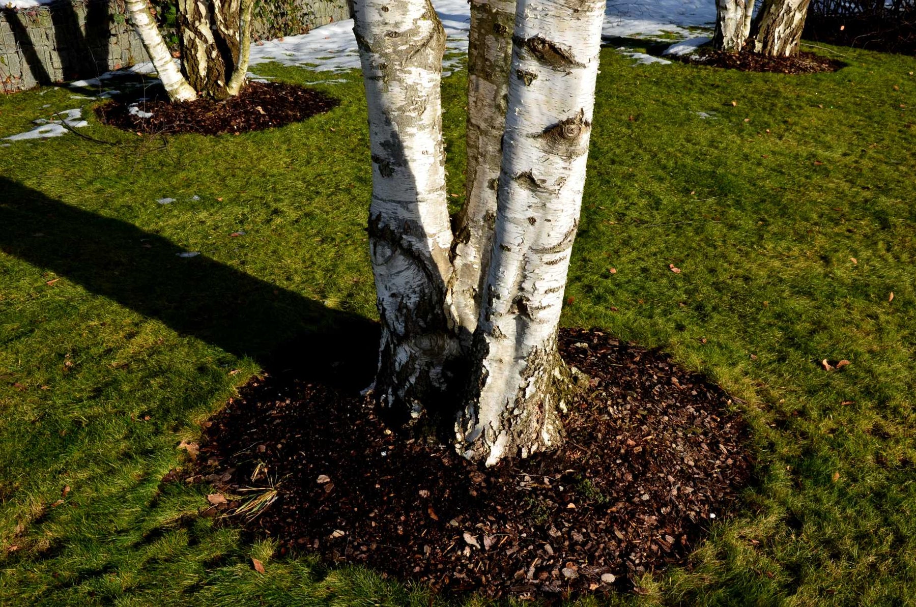 kleine tuin meerstammige bomen klimplanten