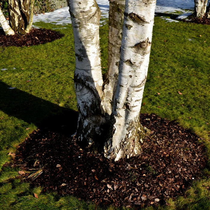 kleine tuin meerstammige bomen klimplanten