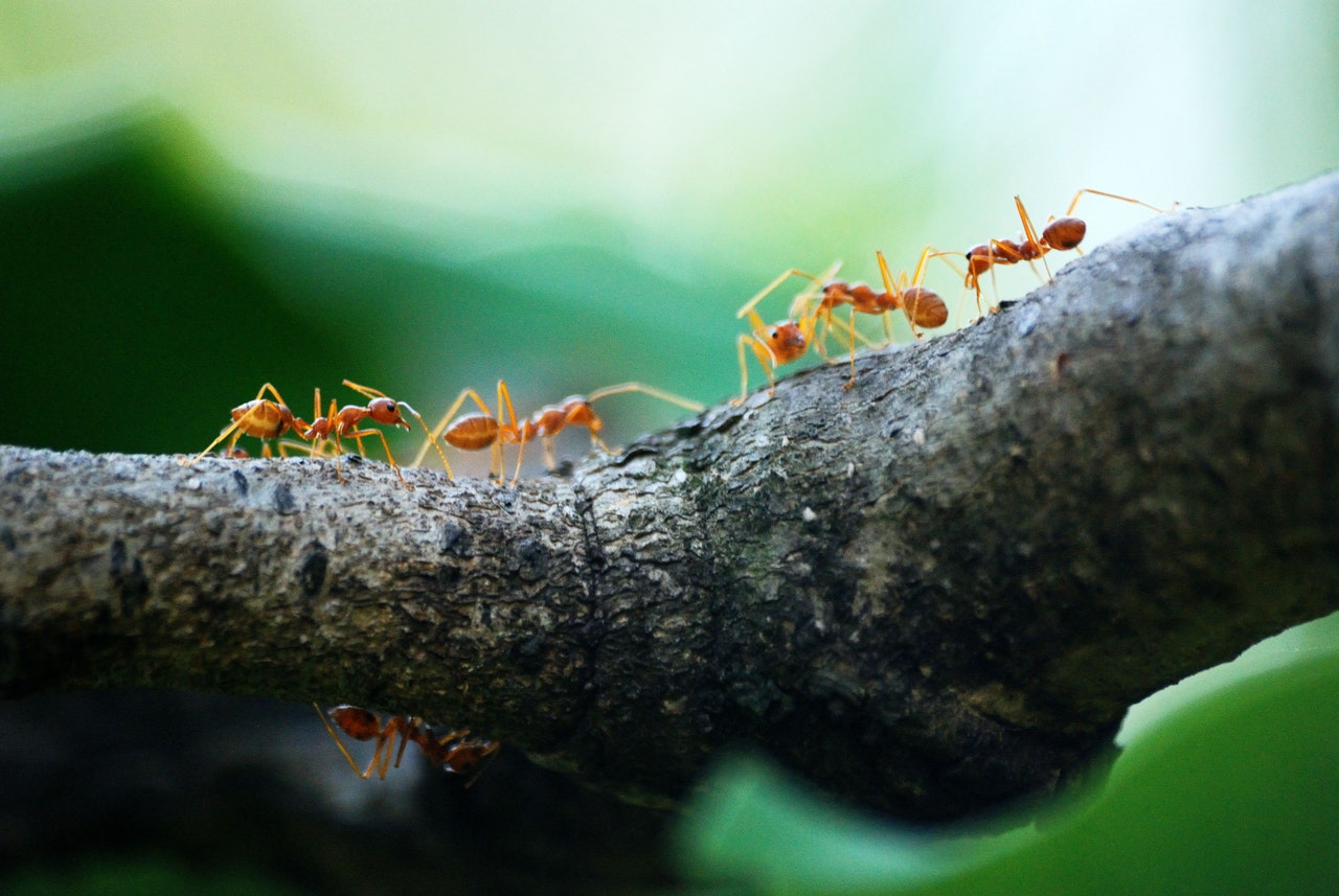 Wat te doen tegen mieren in huis?