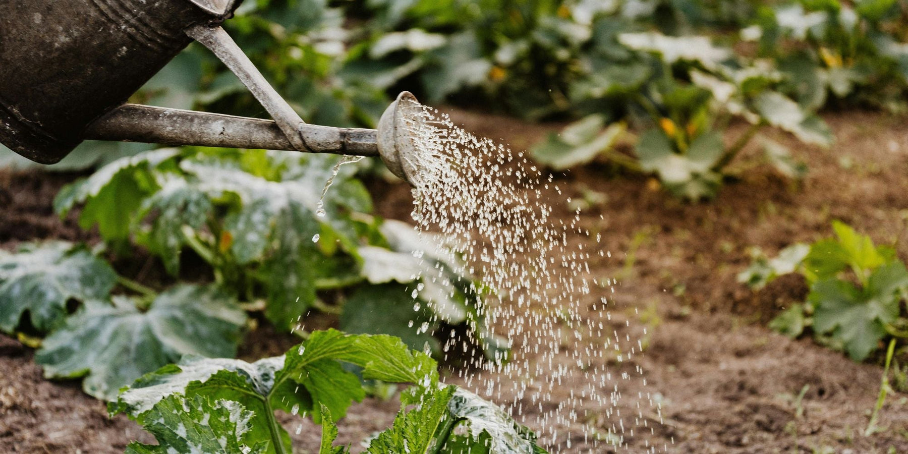 regenwater opvangen tuin