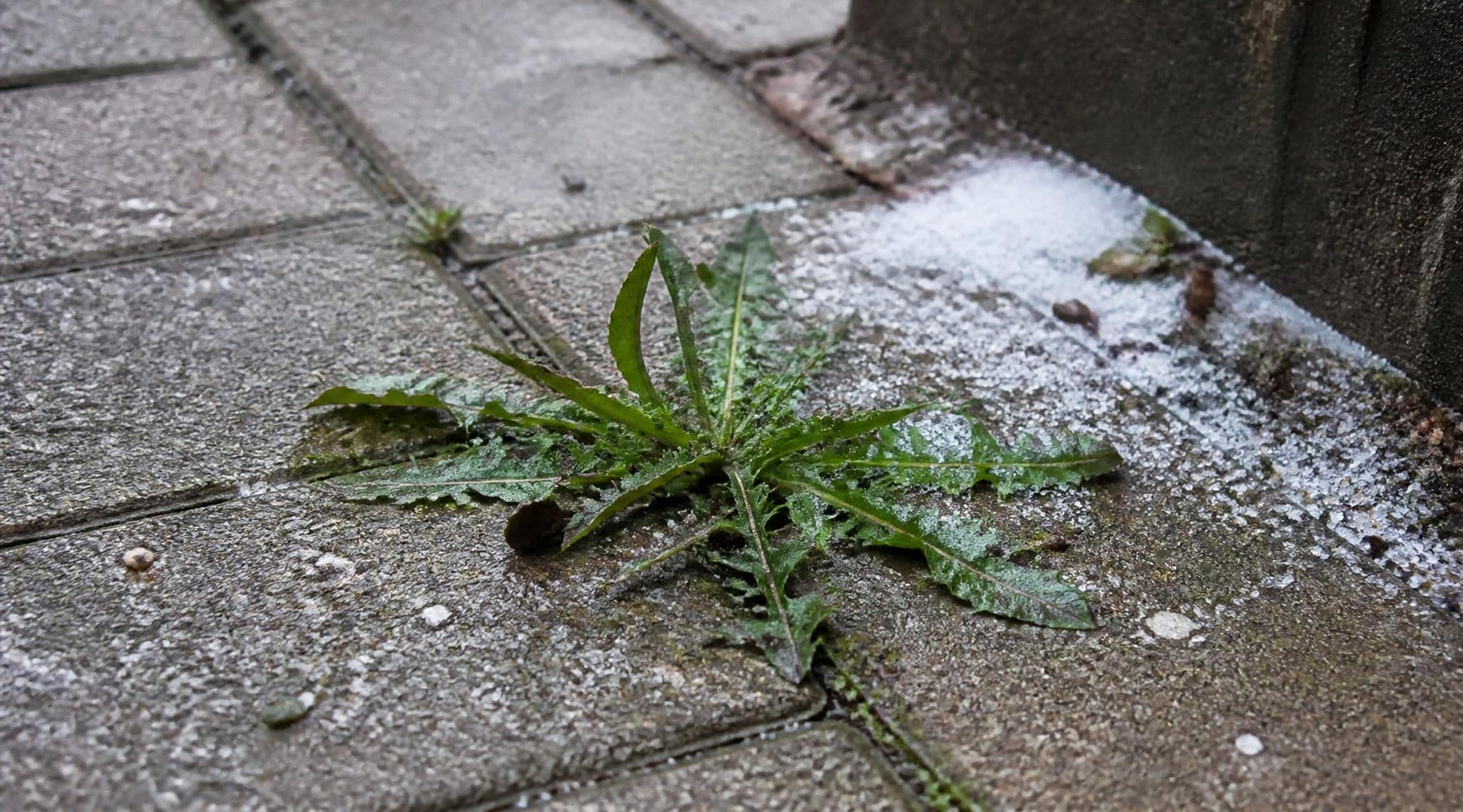onkruid tussen tegels met strooizout als bestrijdingsmethode