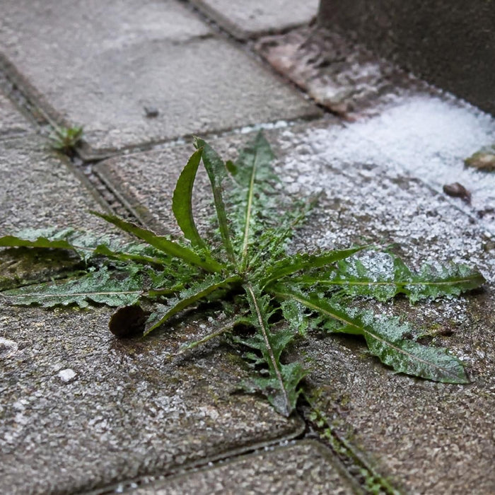 onkruid tussen tegels met strooizout als bestrijdingsmethode