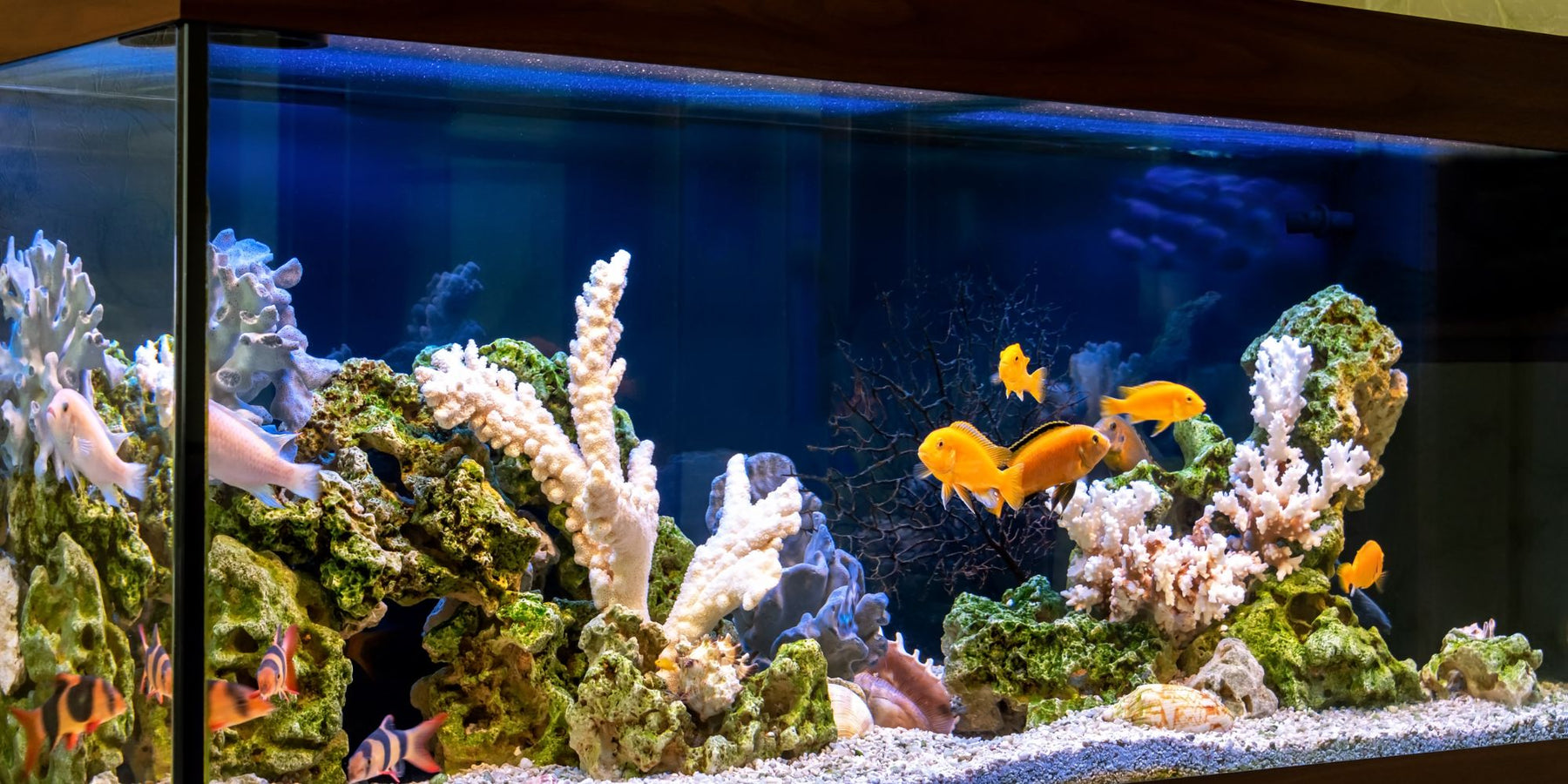 zoetwater vs zoutwater aquariums