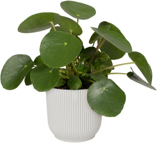 Elho Vibes Fold Rond - Bloempotten - Set van 5 - Zijdewit - ThatLyfeStyle