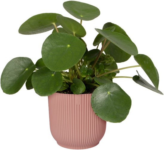 Elho Vibes Fold Rond - Bloempotten - Set van 3 roze - ThatLyfeStyle