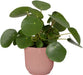 Elho Vibes Fold Rond - Bloempotten - Set van 3 roze - ThatLyfeStyle
