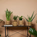 WL Plants - Maki Naturel - Set van 4 - Plantenmand Riet - ThatLyfeStyle
