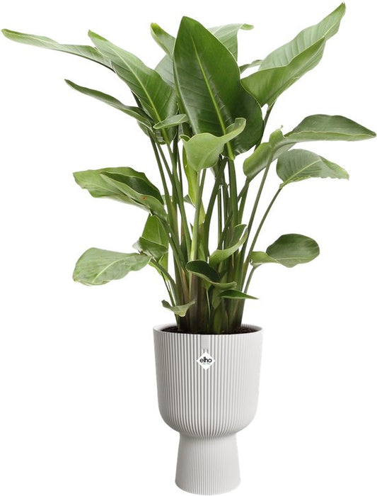 Elho Vibes Fold Coupe 30 - Bloempot - Zijdewit - ThatLyfeStyle