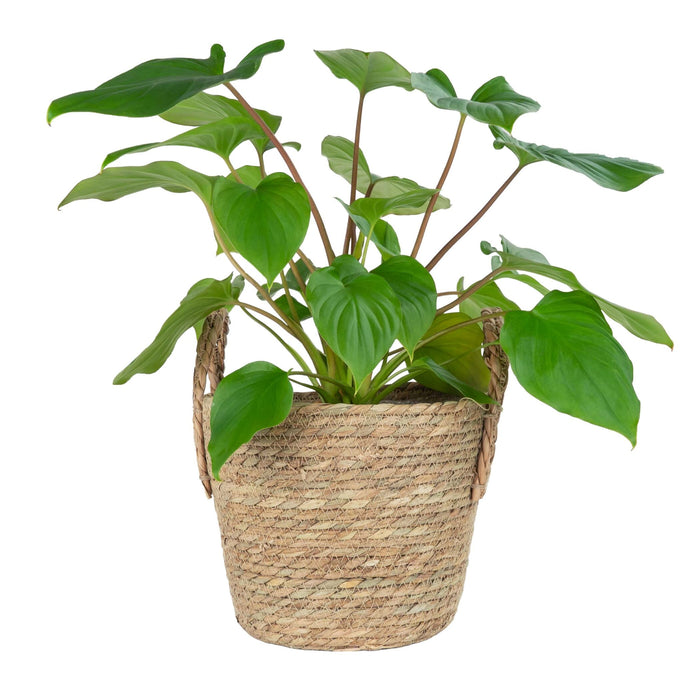 QUVIO Plantenmand met handvaten - 25 x 20 cm (dxh)