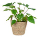 QUVIO Plantenmand met handvaten - 25 x 20 cm (dxh)