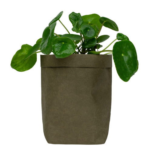 QUVIO Plantenzak - Kraftpapier - 10 x 10 x 20 cm - Donkergroen