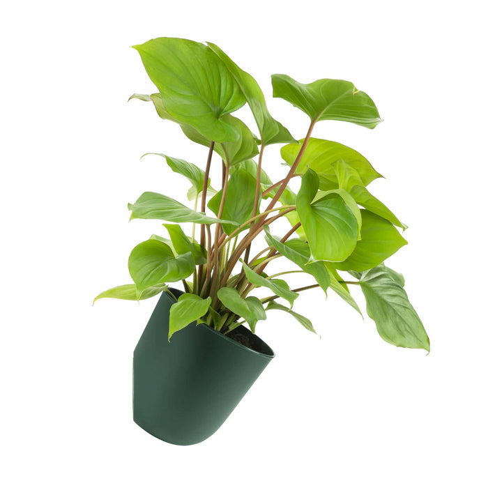 QUVIO Bloempot voor aan de wand - Diameter 15 cm - Donkergroen